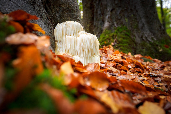 Lions Mane (Hericium erinaceus) – clear mind, improved focus!